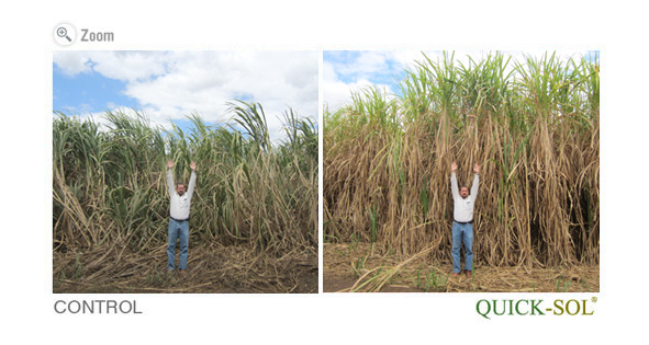 Sugar Cane Comparison