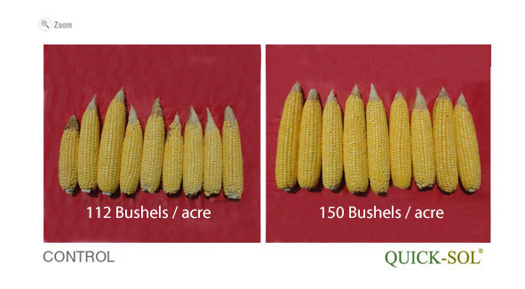 Corn comparison - 38 bushels per acre difference