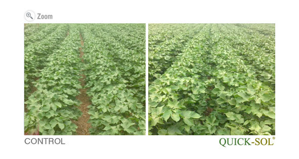 The difference in canopy, leaf & plant size