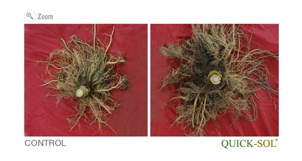 Tobacco Plant Comparison