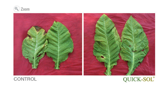 Tobacco Priming Leaves Comparison