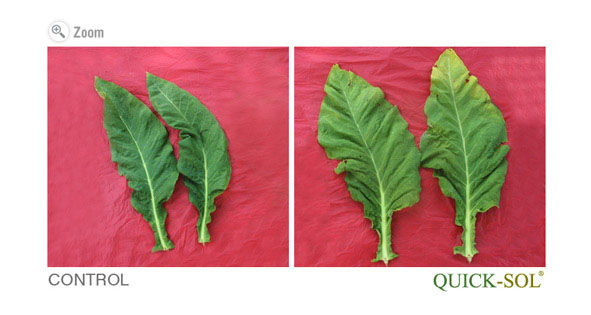 Tobacco Cutter Leaves Comparison