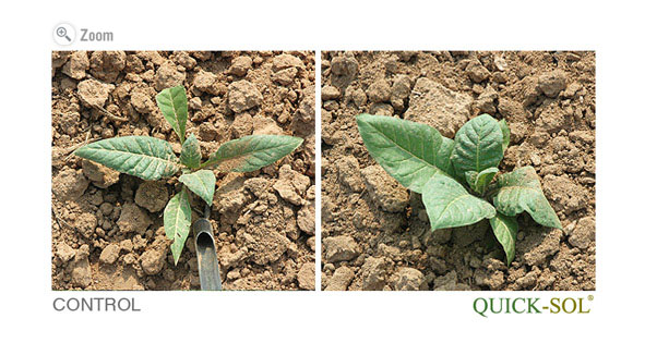 Tobacco Plant Comparison