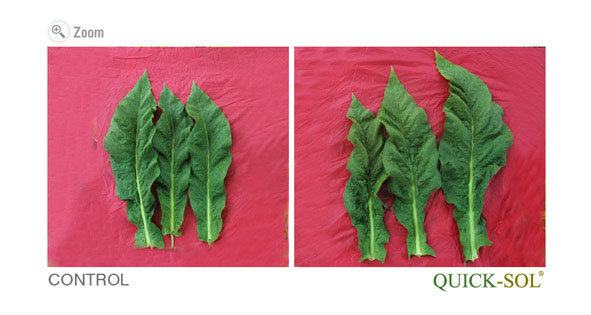 Tobacco Tip Leaves Comparison
