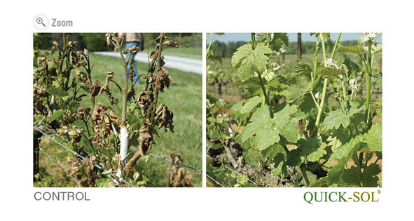 Improved Protection against abiotic stress