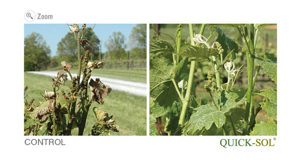 Improved Protection against abiotic stress