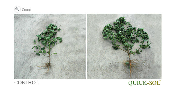 Comparação do pé de Algodão