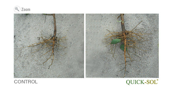 Comparação da raiz e dos nódulos