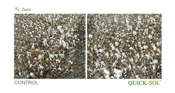 Cotton Field Comparison