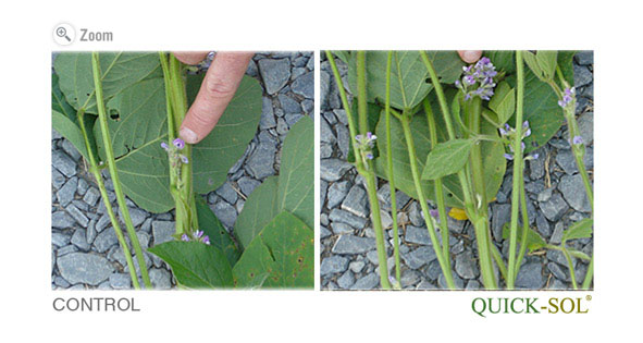 Soybean Flowering Comparison