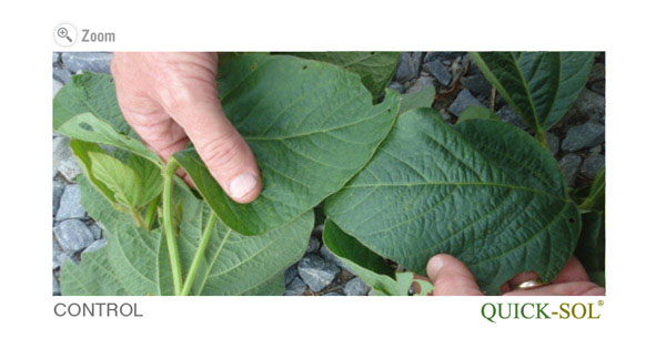 Soybean Leaf's Color Comparison