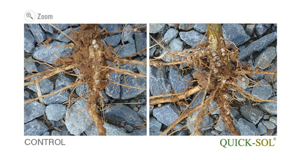 Soybean Root and Nodule Comparison