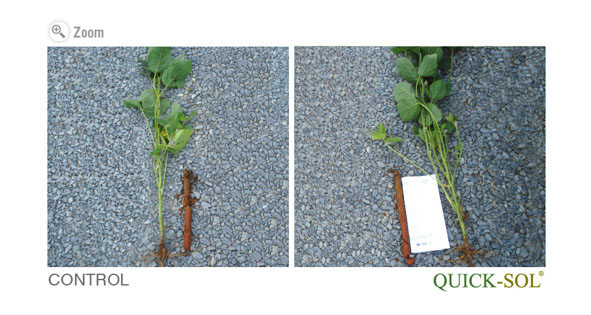 Soybean Plant Comparison