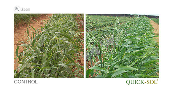 Barley Comparison