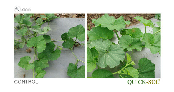 Cucurbitacea Comparison