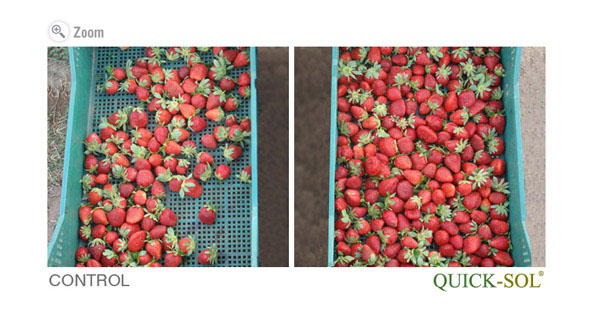 Strawberry Comparison