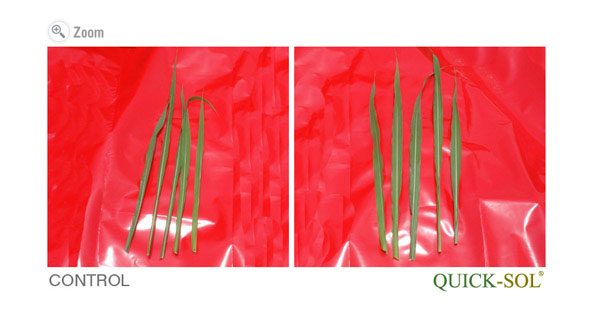 Maralfalfa Comparison