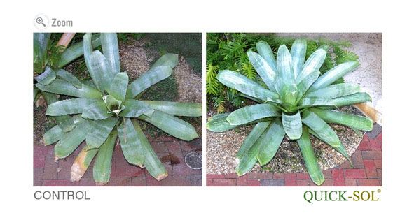 Bromeliad Comparison