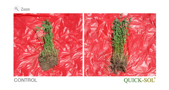 Soy Nodules Comparison
