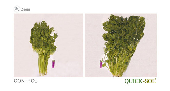 Celery Comparison