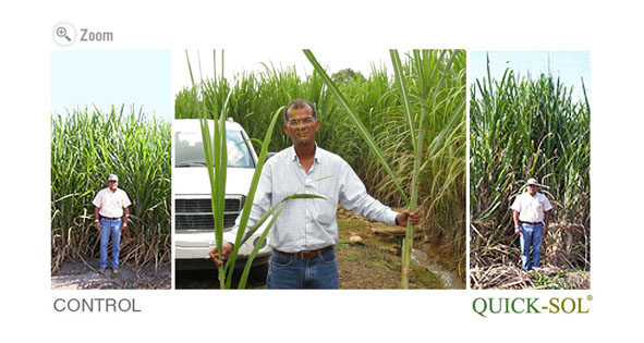 Sugar Cane Comparison