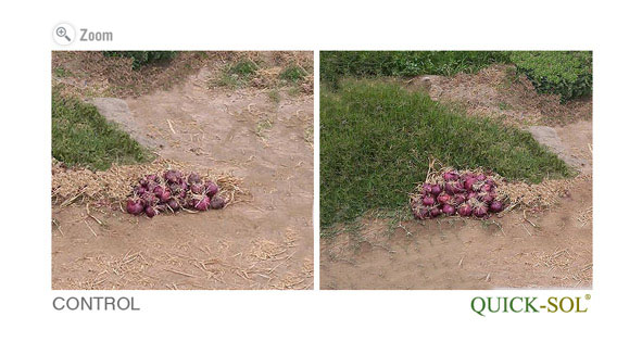 Onion 1 Square Meter Comparison