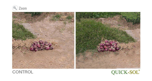 Onion 1 Square Meter Comparison