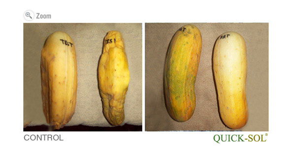 Cucumber SHELF LIFE Comparison AFTER 51 DAYS