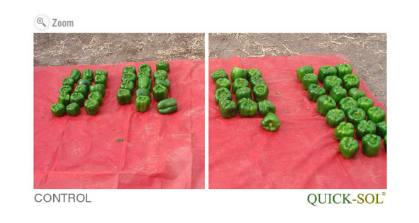 Pepper Yield Comparison