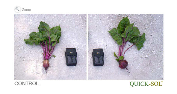 Beet Comparison