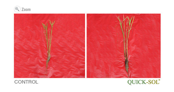 Rice Spike Comparison