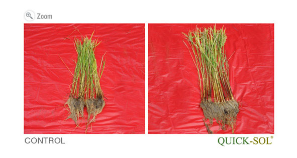 Rice Plant Comparison