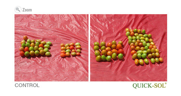 Tomato Open Sky Comparison