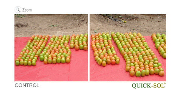 Tomato Green House Comparison