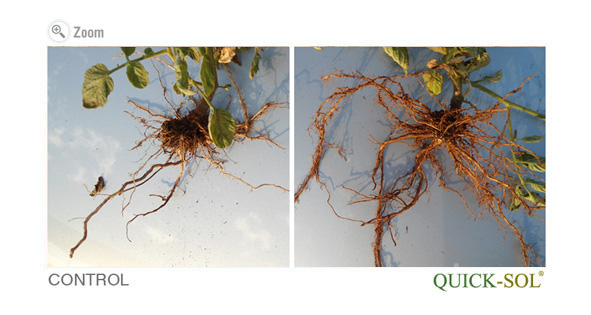 Tomato Green House Comparison