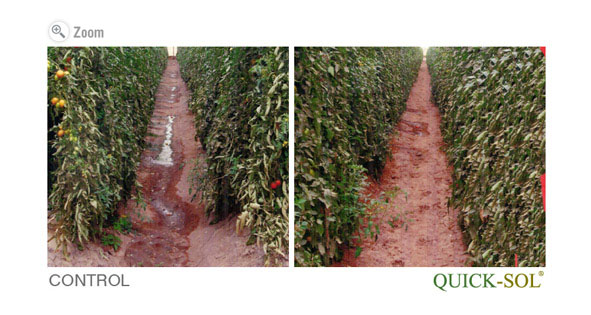 Cucurbitacea Comparison