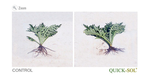 Artichoke Comparison