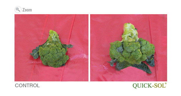 Brocoli Comparison