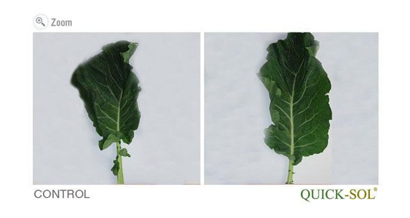 Cauliflower Leaf Comparison