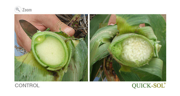 Cross Section of Corn Plant Stalk