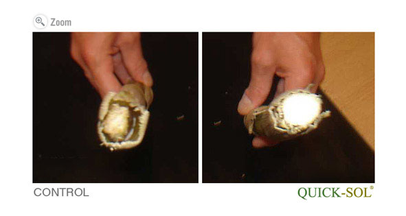 Cross section of Corn Pant Stalk after 16 days