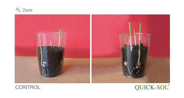 Corn Germination Comparison 10 Days