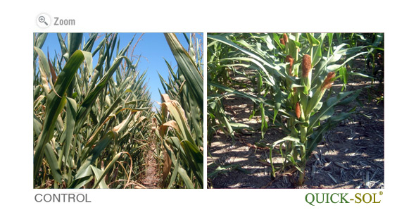 Corn results Exposed to Extreme Heat