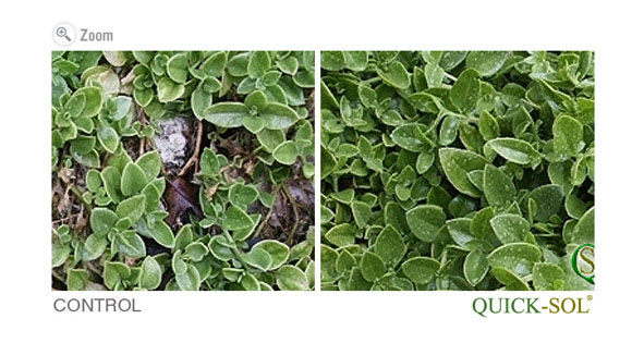 Ornamental after Freezing Temperatures Comparison