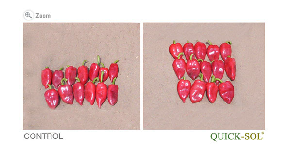 Cross section of Corn Pant Stalk after 16 days