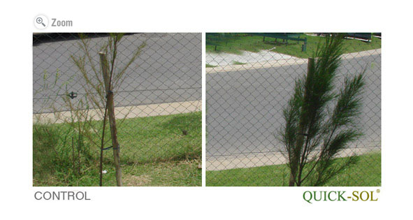 Casuarina Comparison