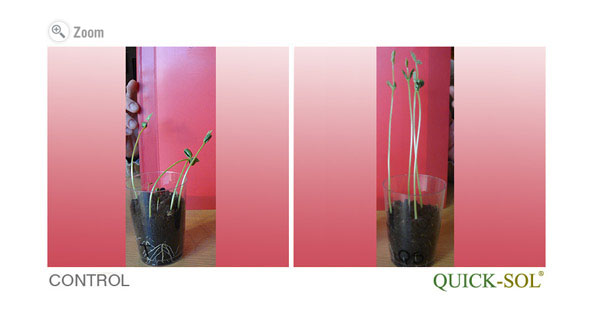 Soy Nodules Comparison