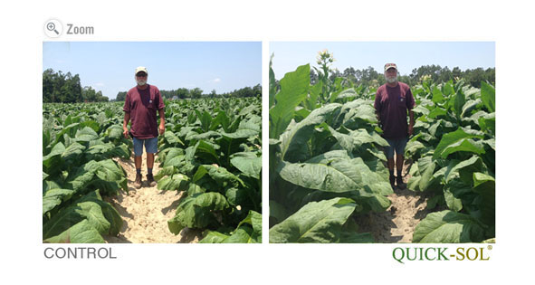 Tobacco Plant Comparison