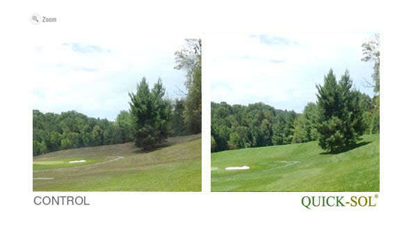 ComparaciÃ³n de Tamano 37 dias