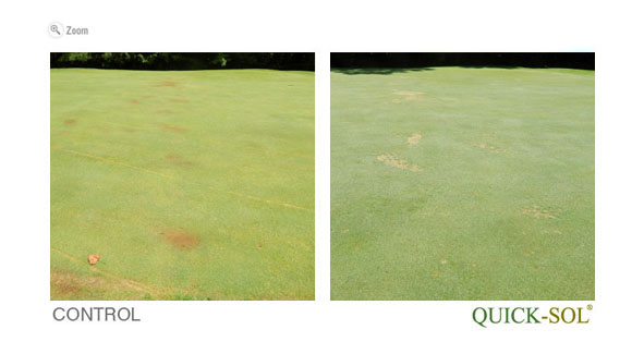 ComparaciÃ³n de Tamano 37 dias